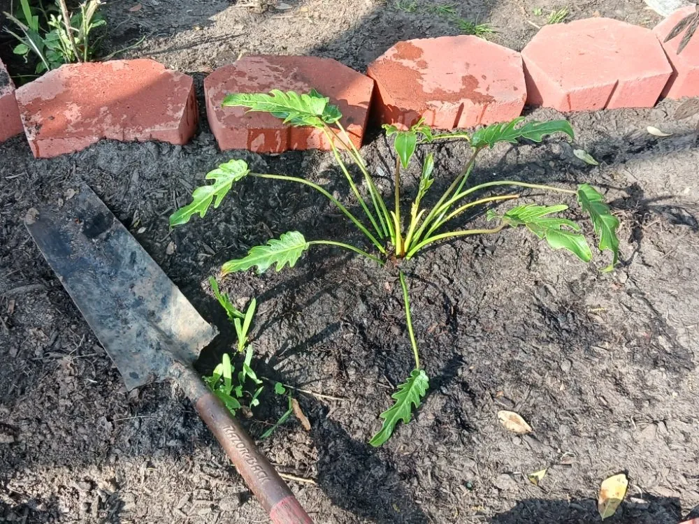 Expert landscaping services in La Marque, TX - GETTER DUNNE LAWN SERVICE