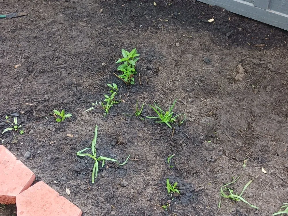 Local residential landscaping experts serving La Marque, TX - GETTER DUNNE LAWN SERVICE