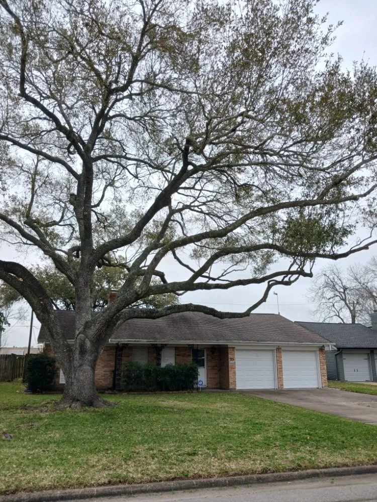 Top-rated yard cleanup service with custom design in La Marque, TX by GETTER DUNNE LAWN SERVICE