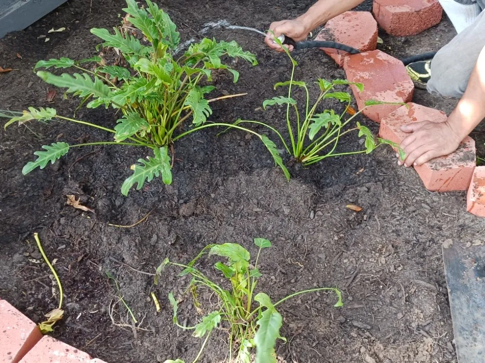 Trusted landscaping services in La Marque, TX - GETTER DUNNE LAWN SERVICE