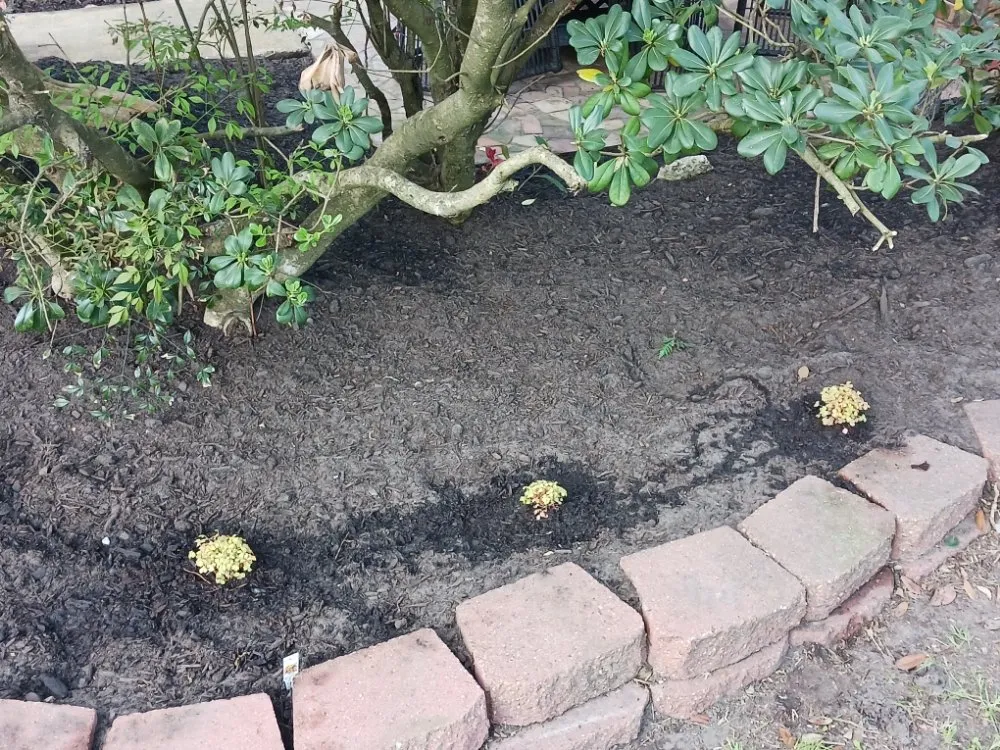 Reliable yard cleanup service for residential properties across La Marque, TX - GETTER DUNNE LAWN SERVICE