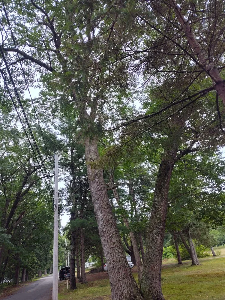 Professional yard maintenance for homes across Maynard, MA - GF Landscaping