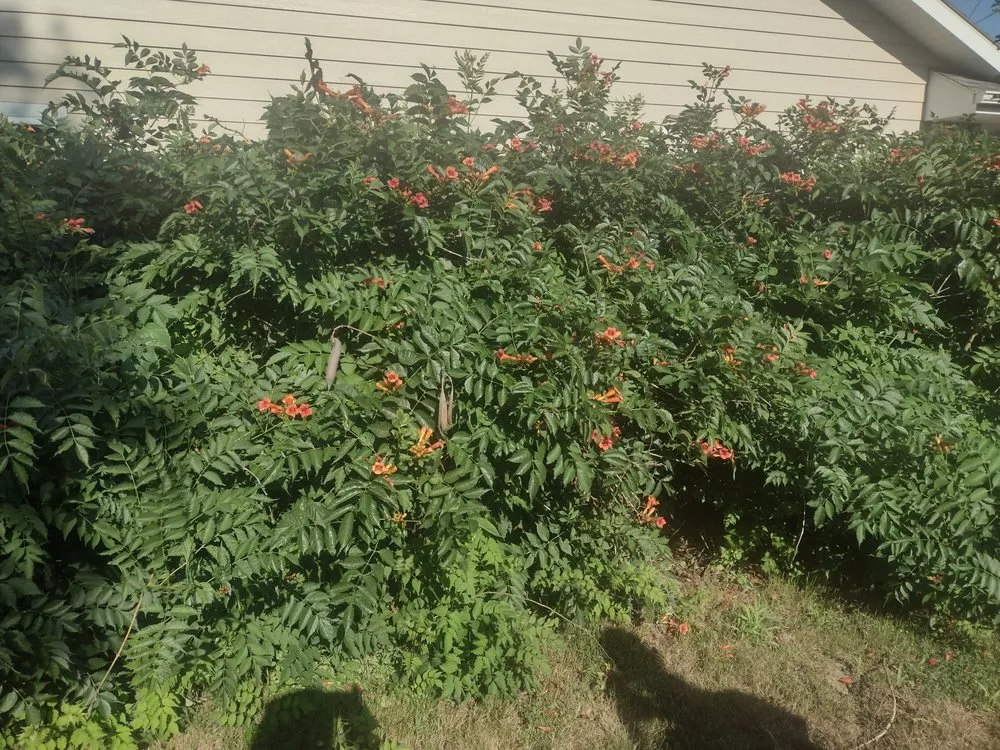 Affordable yard maintenance for year-round maintenance in Yankton, SD by GFC Lawn Care