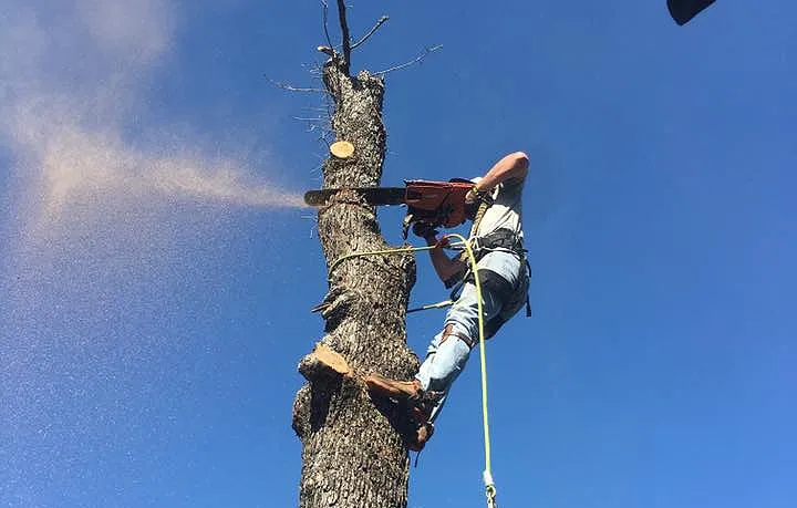 Expert landscape design experts serving Austin, TX - G&G Arbor and Land Services