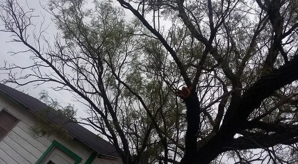 Local lawn mowing service with custom design in Kerrville, TX by G&G Construction