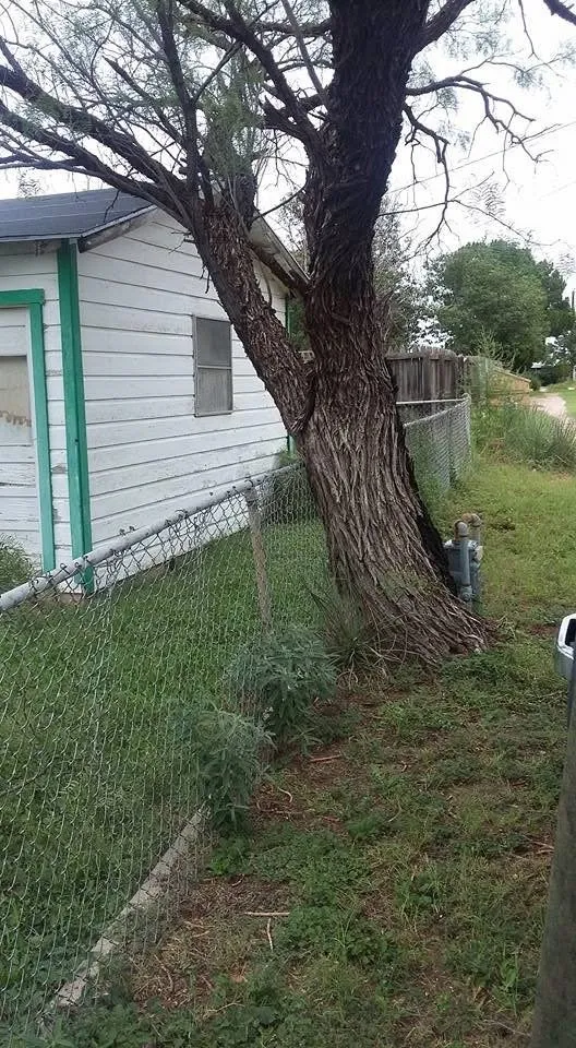 Expert yard maintenance in Kerrville, TX - G&G Construction