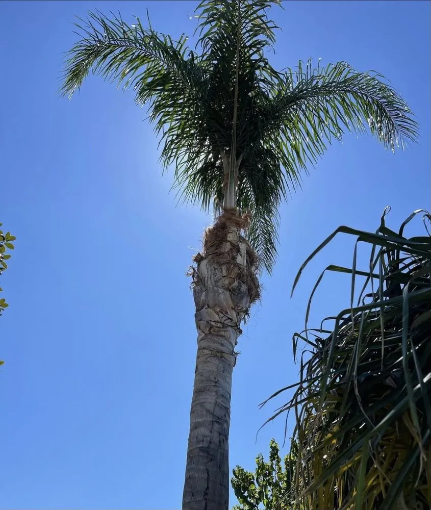 Affordable landscape installation near you across Lake Elsinore, CA - G&G Junk Removal And Landscaping