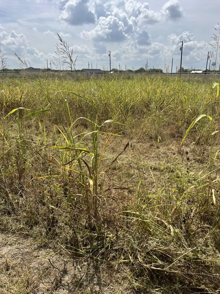 Affordable landscape installation in Edinburg, TX by GG Lawncare