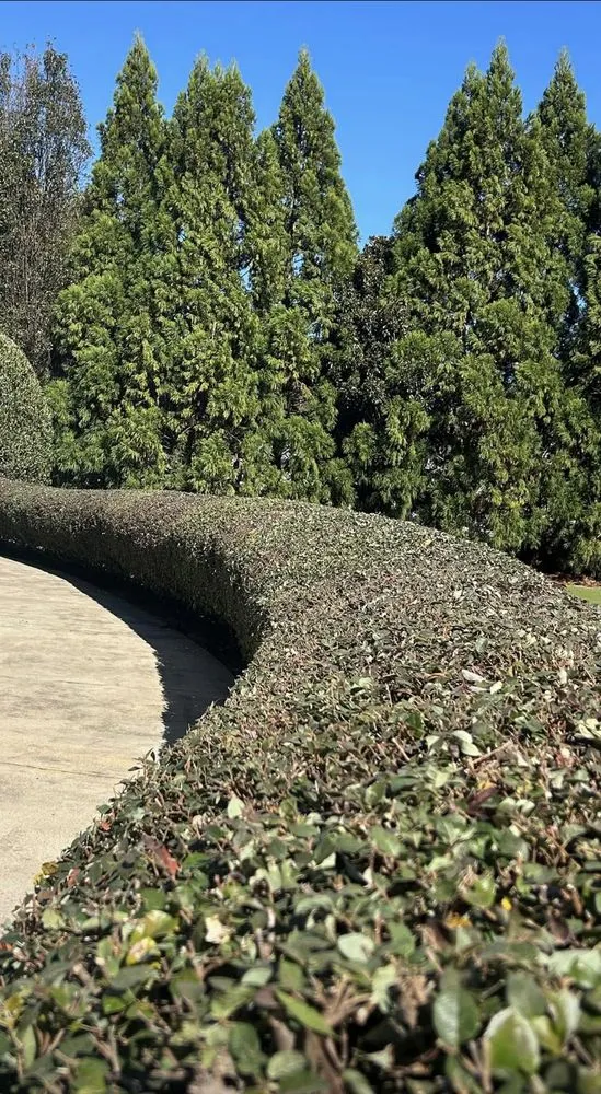 Affordable yard cleanup service in Greenville, SC by G&G lawncare