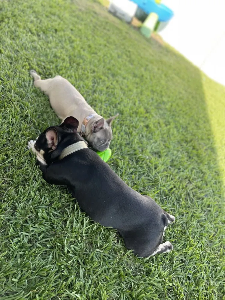 Top-rated outdoor landscaping for beautiful yards in Mount Dora, FL by GGA Concrete