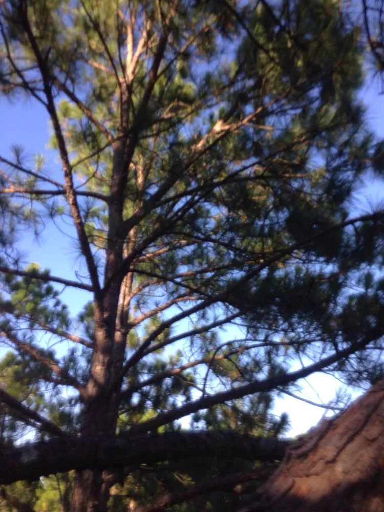 Reliable landscaping services experts serving Fayetteville, NC - GGG Landscaping and Tree service