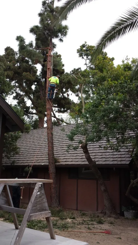 Local lawn care service in Costa Mesa, CA by Ghai's Tree Service