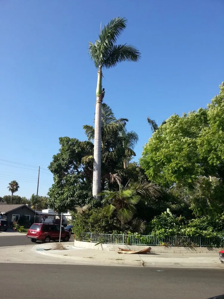 Reliable landscape design for outdoor upgrades across Costa Mesa, CA - Ghai's Tree Service