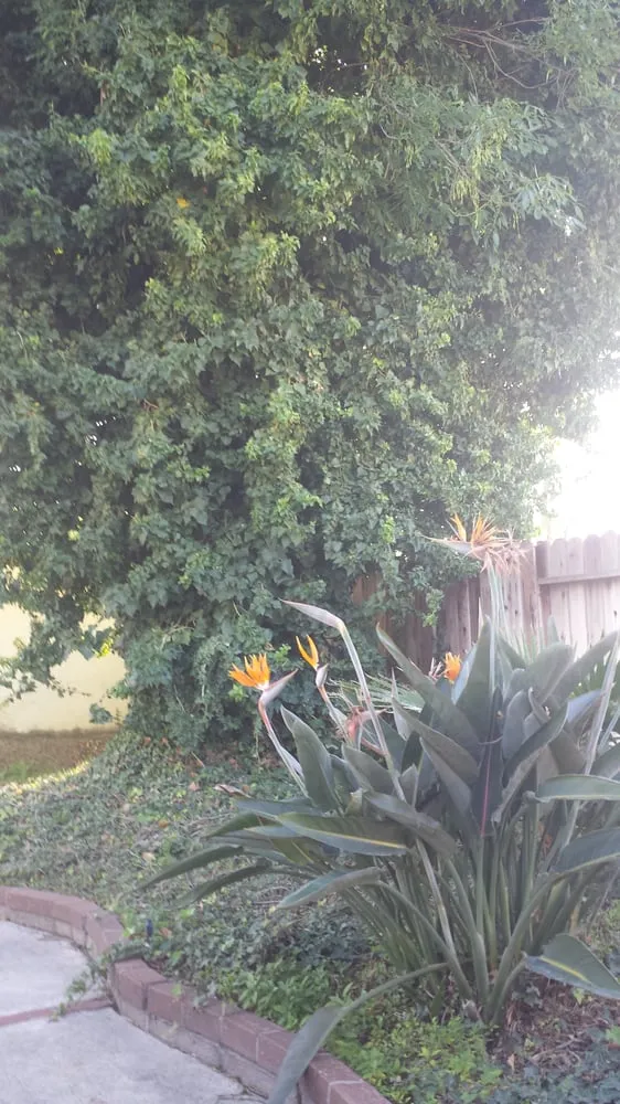 Professional lawn care service for beautiful yards in Costa Mesa, CA by Ghai's Tree Service