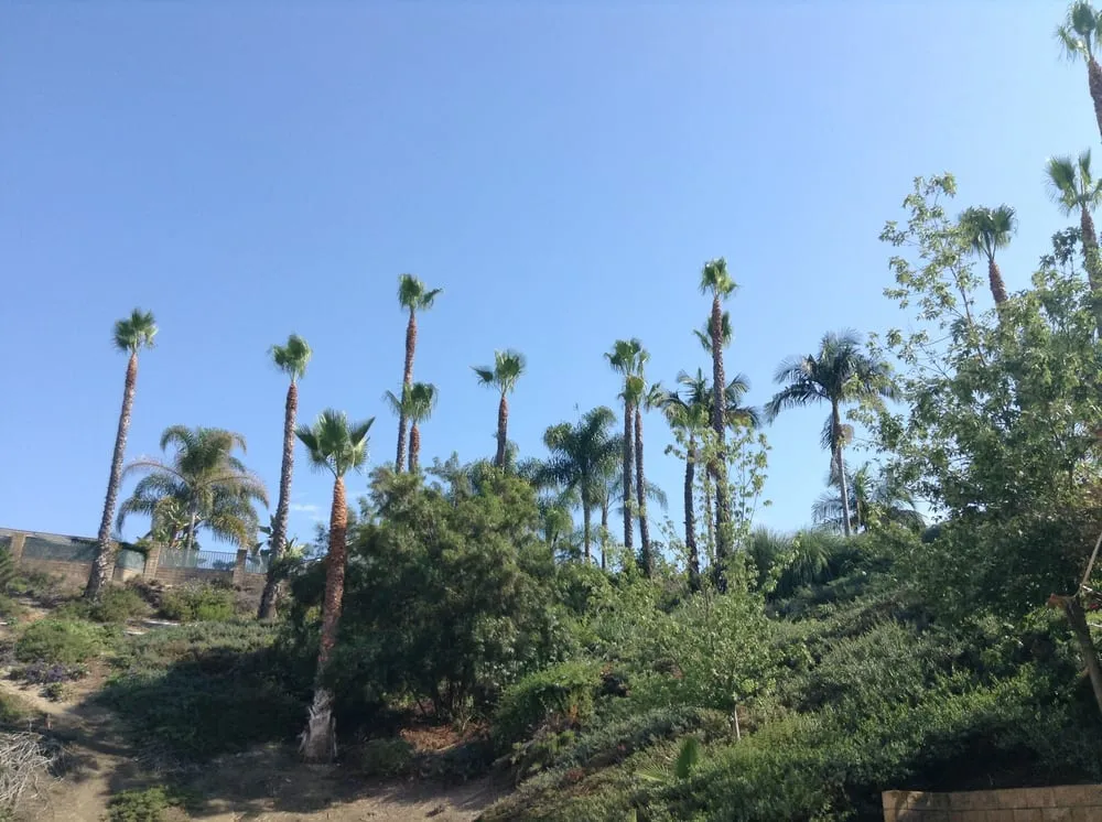 Professional yard maintenance for homes in Costa Mesa, CA by Ghai's Tree Service