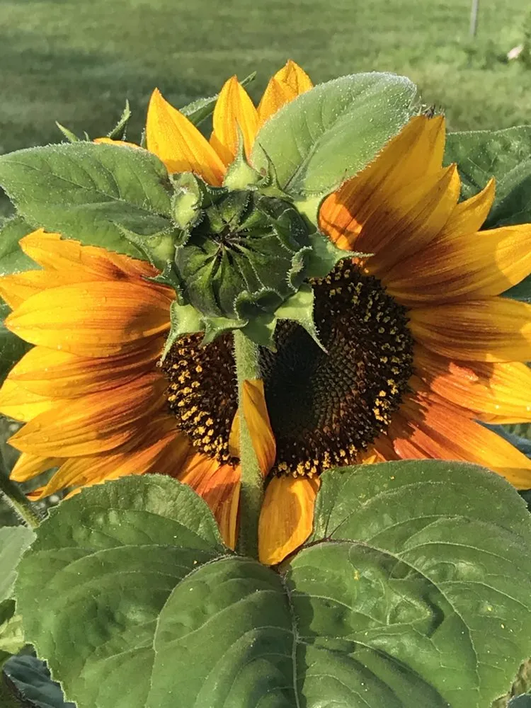 Custom garden landscaping near you in Ghent, NY by Ghent Landscape