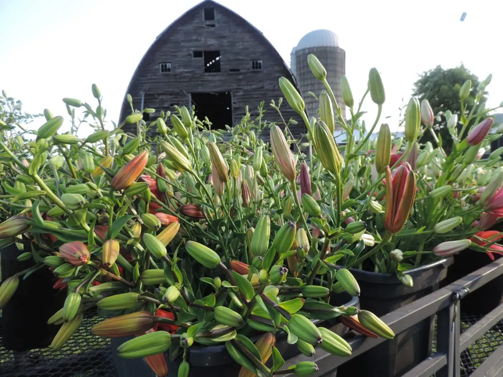 Affordable landscape installation for year-round maintenance in Ghent, NY by Ghent Landscape