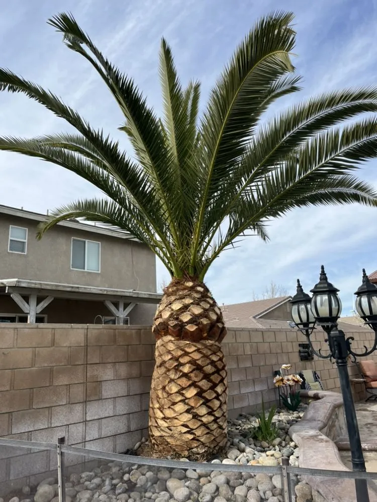 Reliable yard maintenance in Lancaster, CA by Ghetto Style Landscaping