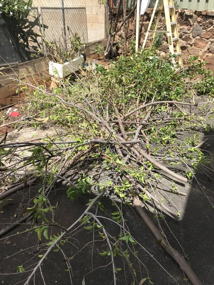 Affordable yard cleanup service experts serving Honolulu, HI - Giaforest