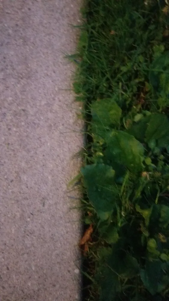 Custom yard maintenance in Lindenhurst, NY by Giannini Landscaping