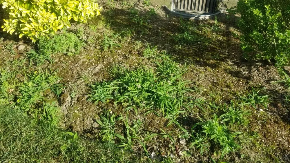 Expert lawn mowing service with custom design in Lindenhurst, NY by Giannini Landscaping