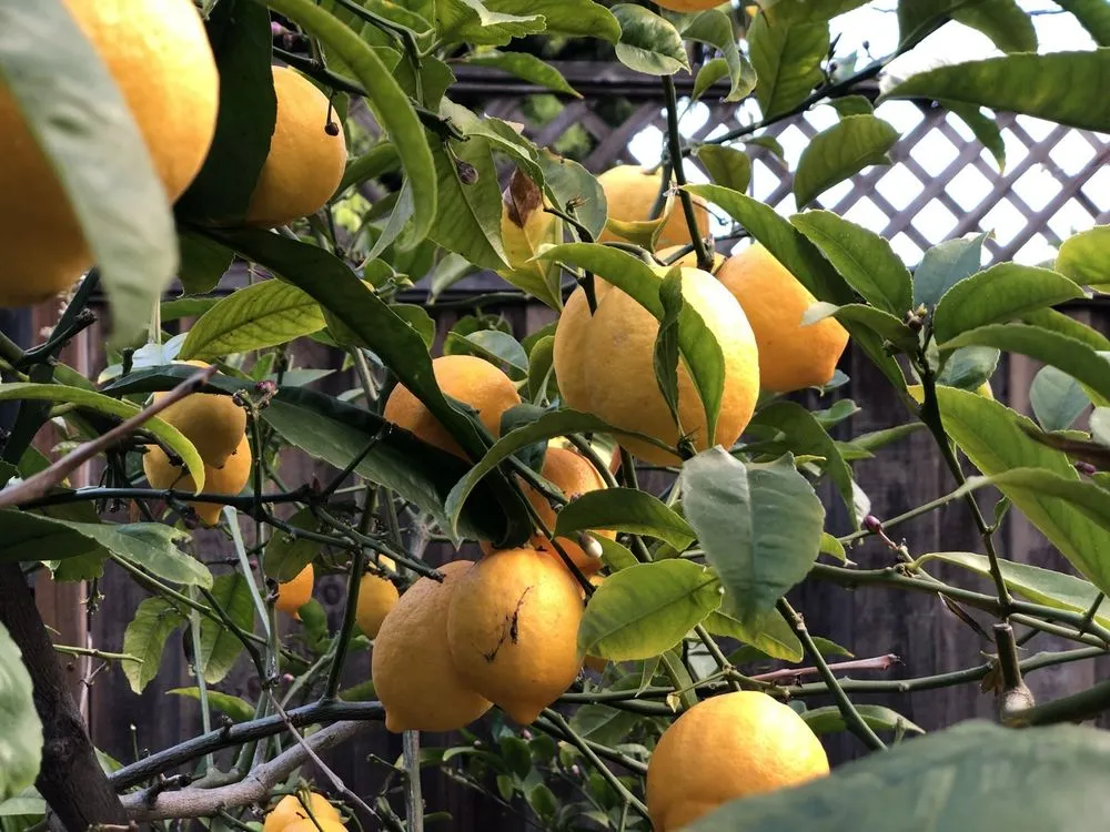 Professional yard cleanup service experts serving San Francisco, CA - Giant Landscaping