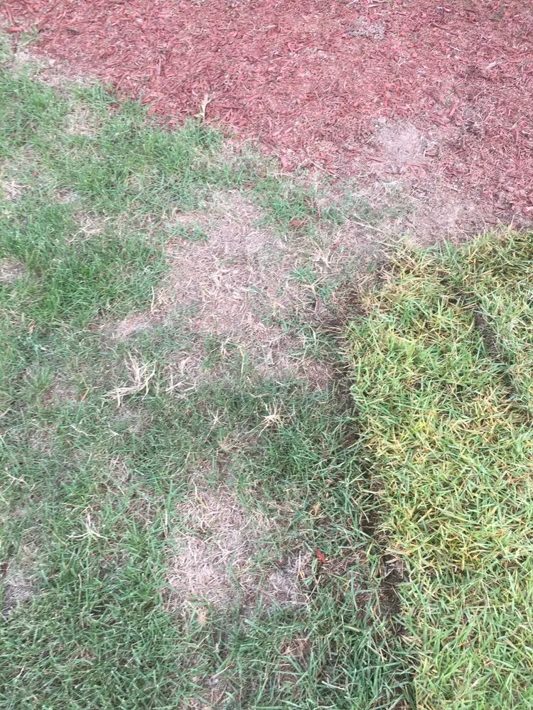 Professional lawn care service in Memphis, TN by Giarolis Nursery Landscaping