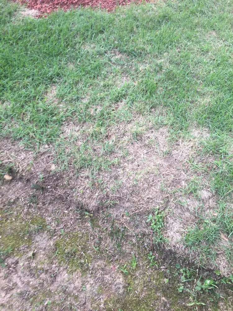 Trusted landscape design in Memphis, TN - Giarolis Nursery Landscaping