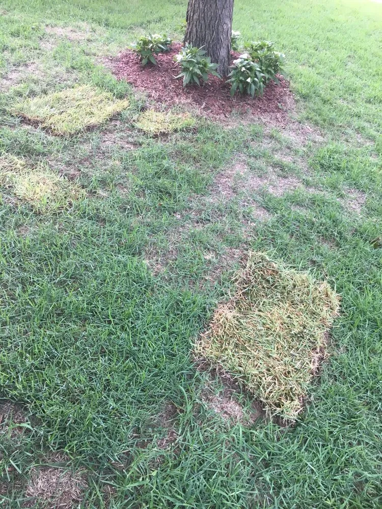 Local lawn mowing service near you across Memphis, TN - Giarolis Nursery Landscaping