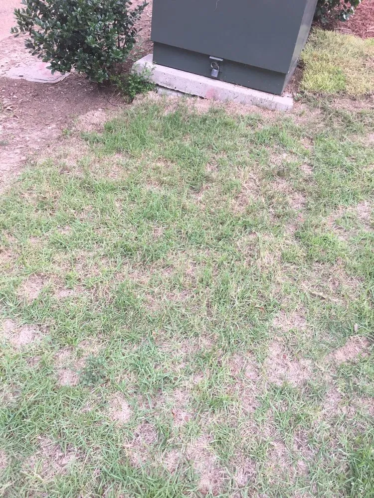 Top-rated landscaping services for beautiful yards in Memphis, TN by Giarolis Nursery Landscaping