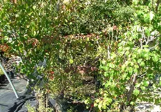 Professional yard maintenance experts serving Memphis, TN - Giarolis Nursery Landscaping