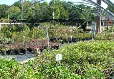 Expert garden landscaping for outdoor upgrades in Memphis, TN by Giarolis Nursery Landscaping
