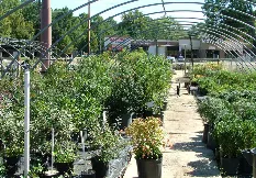 Local yard maintenance in Memphis, TN by Giarolis Nursery Landscaping