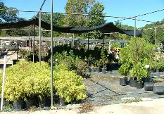 Expert landscape design in Memphis, TN by Giarolis Nursery Landscaping