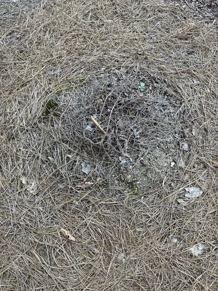 Custom yard maintenance in Smyrna, GA by Gibbs Landscape Company