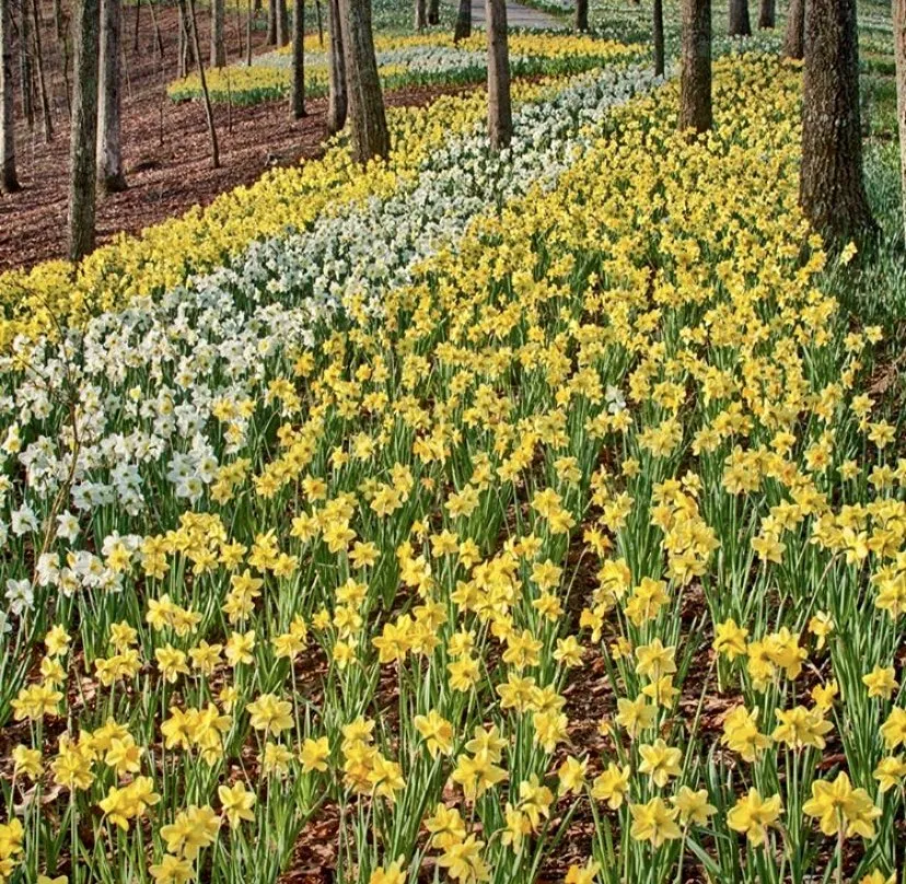 Affordable landscape design in Smyrna, GA - Gibbs Landscape Company