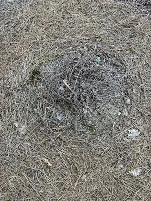 Gibbs Landscape Company Logo