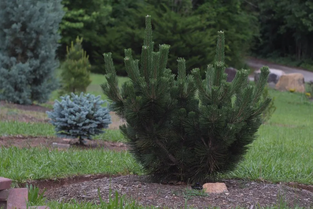 Affordable lawn mowing service in Denver, NC - Gibson Gardens