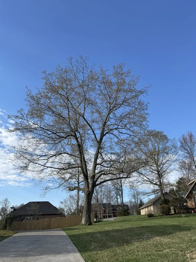 Expert yard cleanup service in Sharps Chapel, TN by Gibson Land Services