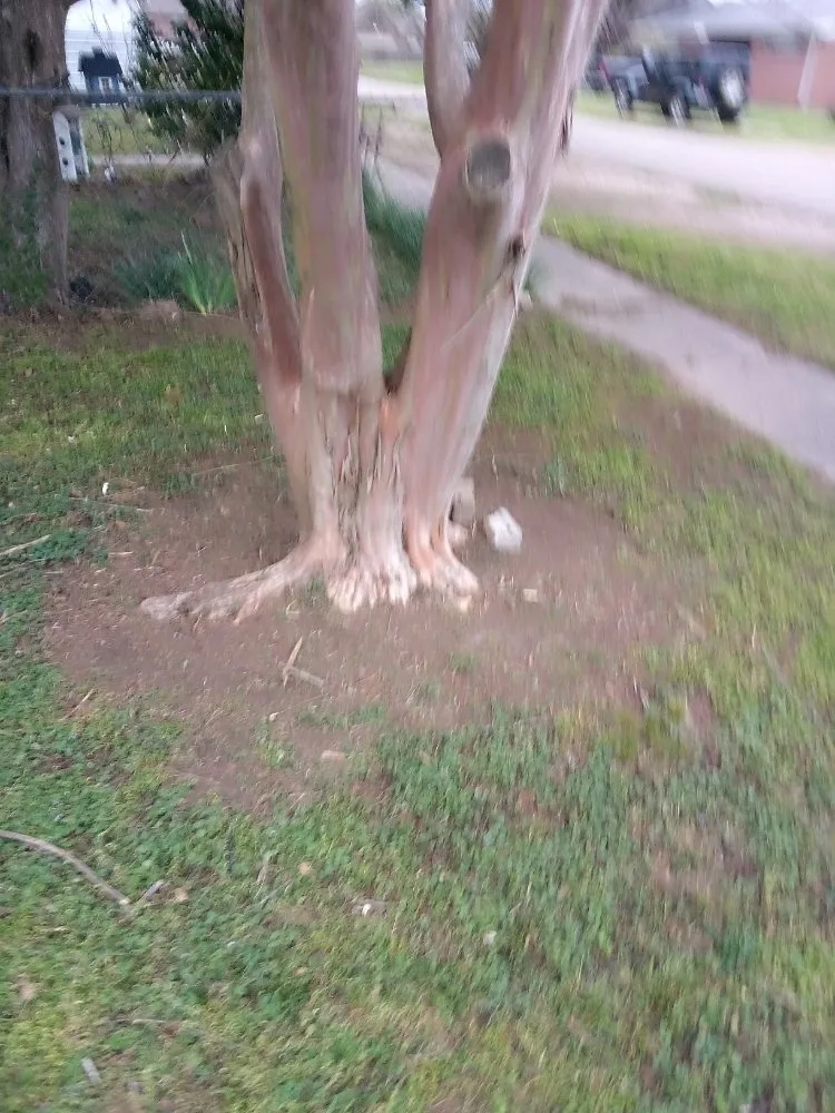 Local lawn mowing service for residential properties in Manila, AR by Gibson Lawn Service