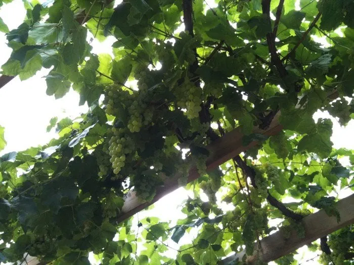 Custom landscape design in Kennesaw, GA by Gifcore Dynamics