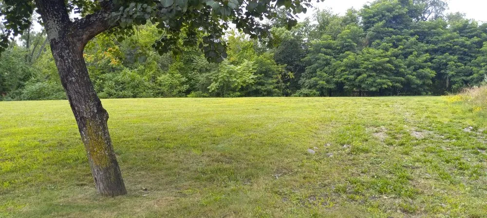 Expert yard cleanup service experts serving Springfield, MA - Gig Lawn Care