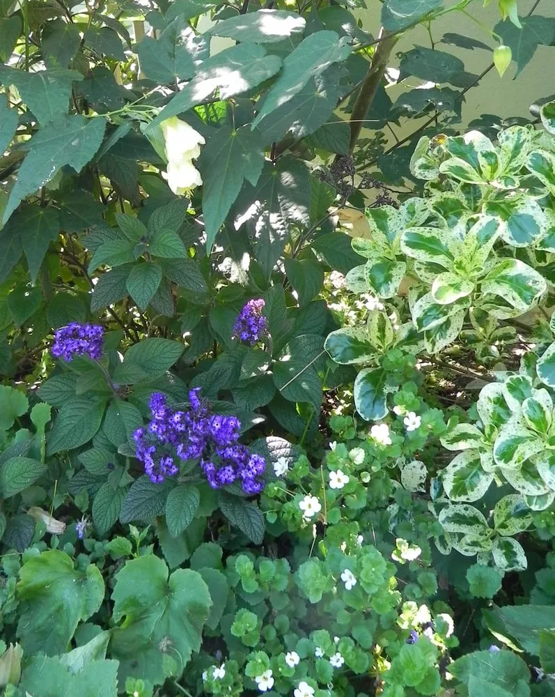 Trusted outdoor landscaping experts serving Burlingame, CA - Gigi McAdam Landscapes