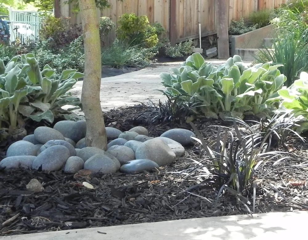 Professional yard maintenance for homes in Burlingame, CA by Gigi McAdam Landscapes