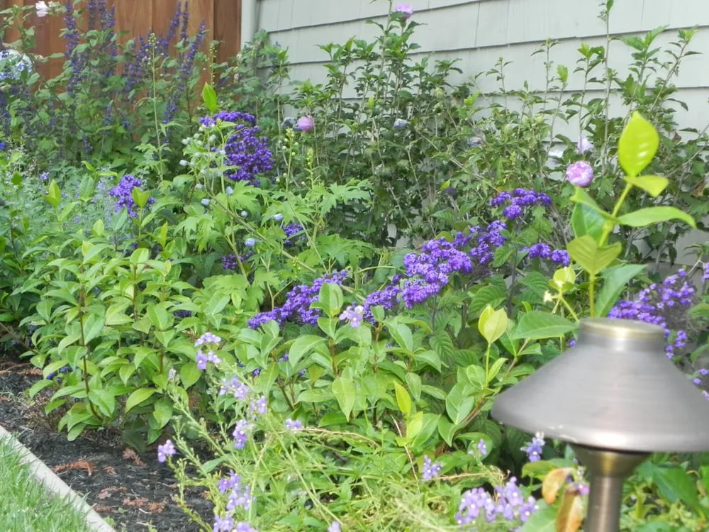 Custom lawn mowing service for residential properties in Burlingame, CA by Gigi McAdam Landscapes