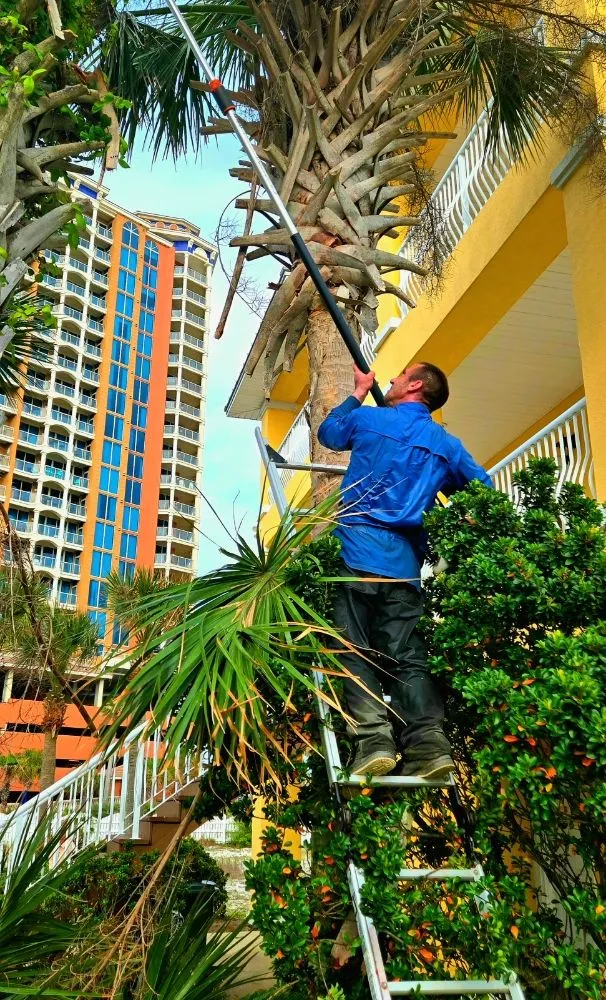 Trusted yard cleanup service experts serving Pensacola, FL - Giglio Lawn Services