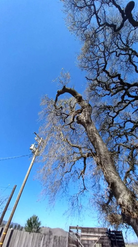 Professional yard maintenance experts serving Fremont, CA - Gil Landscaping