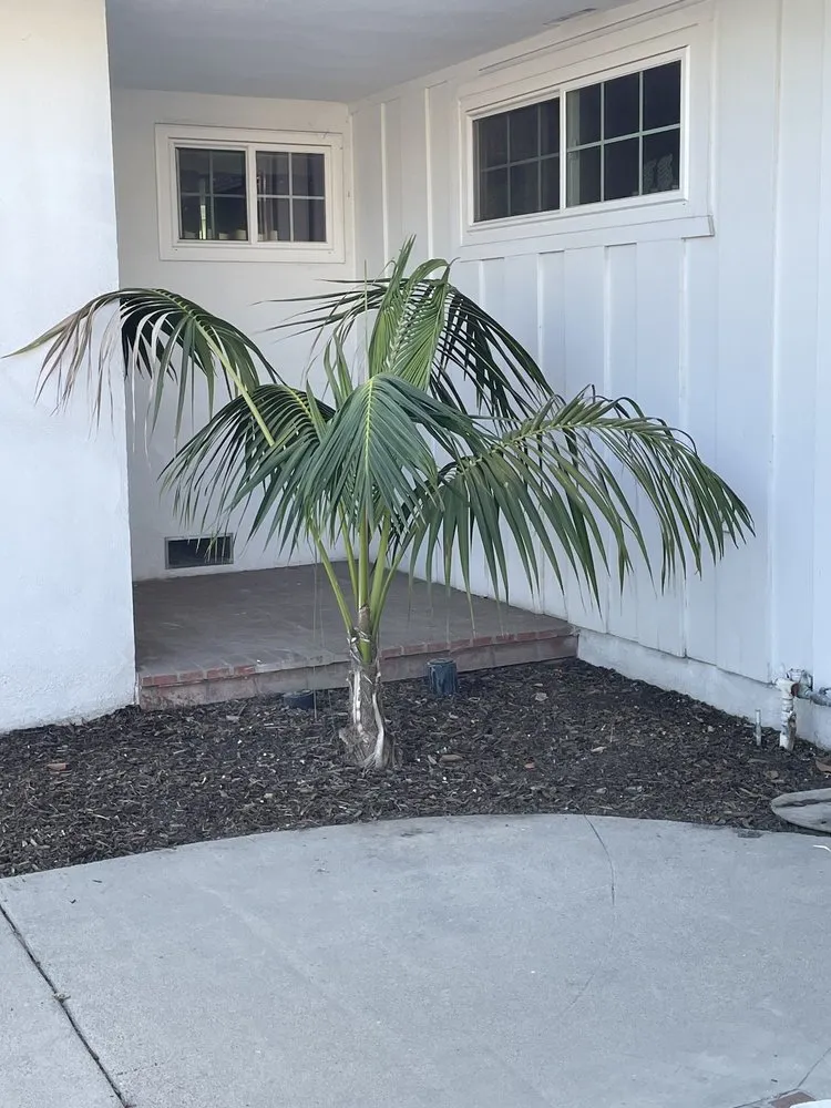 Trusted residential landscaping for homes across Orange County, CA - Gilberto Garden Landscape,tree Triming and Removal