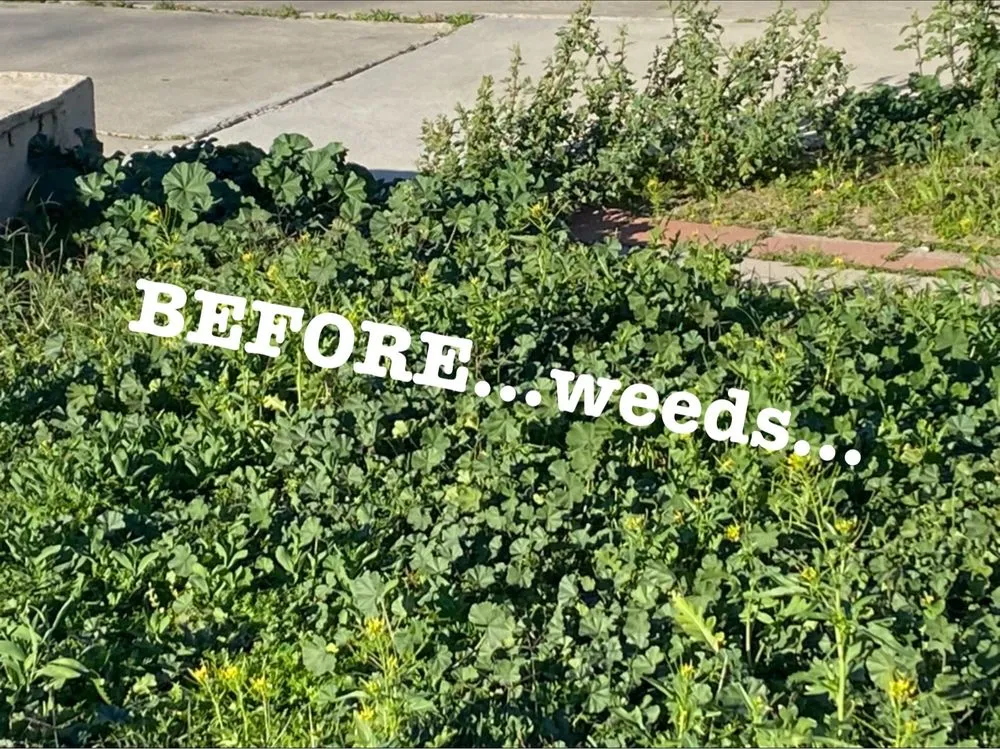 Affordable landscaping services with custom design across Orange County, CA - Gilberto Garden Landscape,tree Triming and Removal