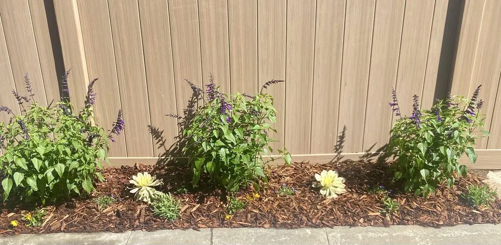 Affordable lawn care service in Orange County, CA by Gilberto Garden Landscape,tree Triming and Removal
